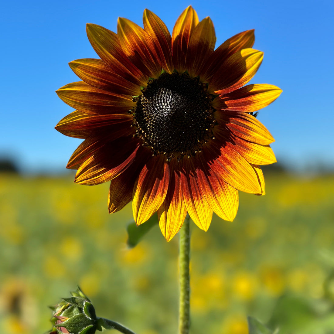 Autumn Beauty Sunflower Seed