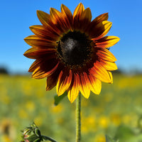 Autumn Beauty Sunflower Seed