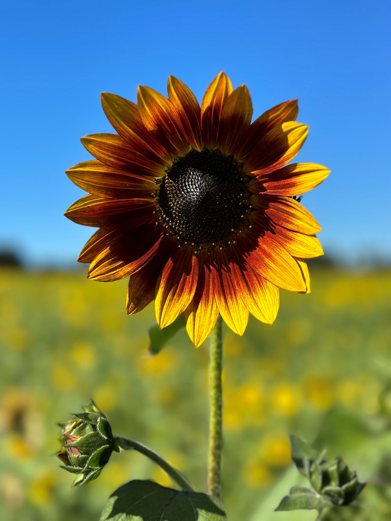 Sunflower Seed Food Plots, Cover Crop, Fodder Hancock Seed