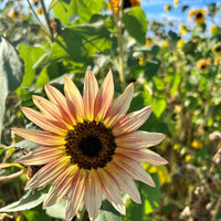 Autumn Beauty Sunflower Seed