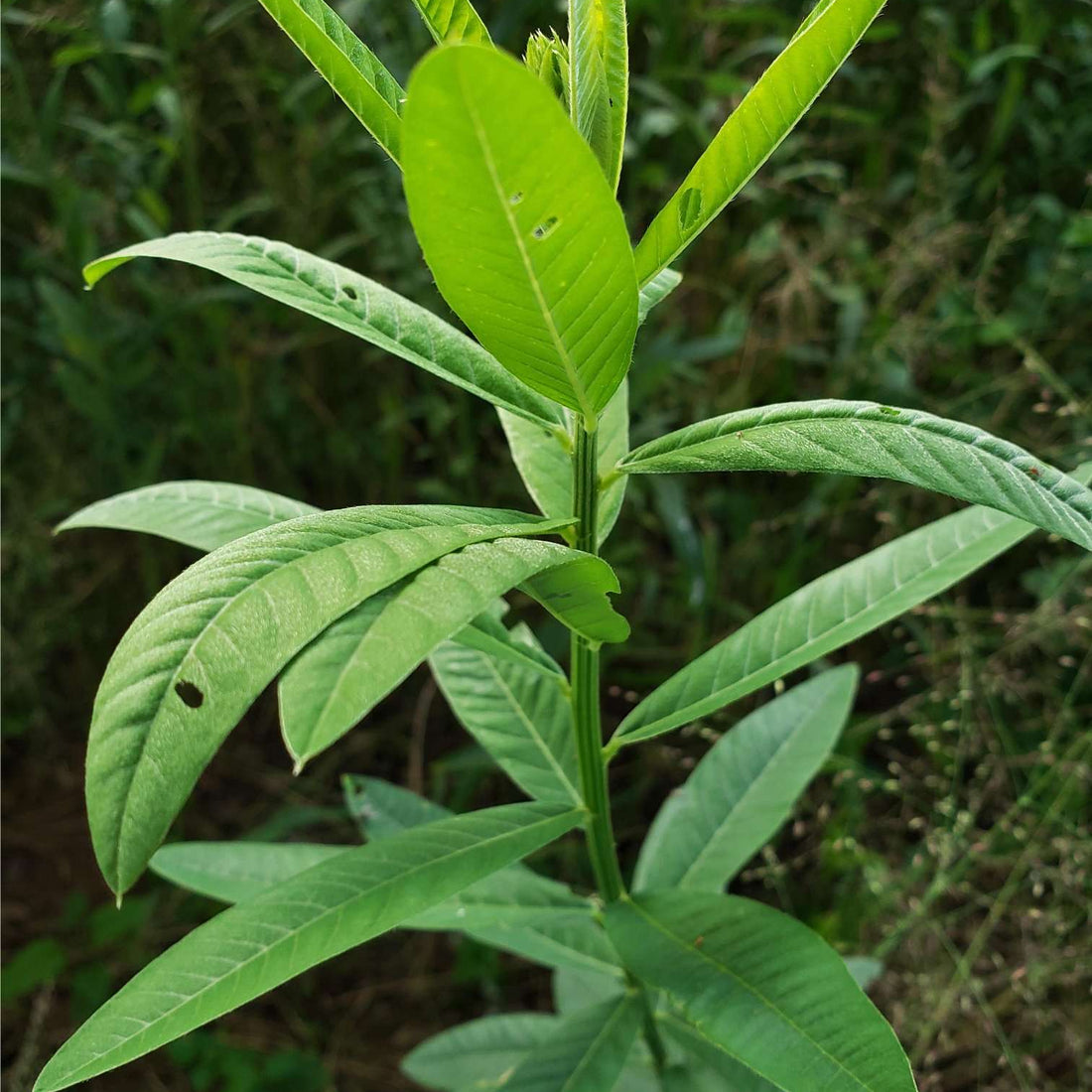 Hancock's Sunn Hemp Seed - Coated