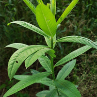 Hancock's Sunn Hemp Seed - Coated