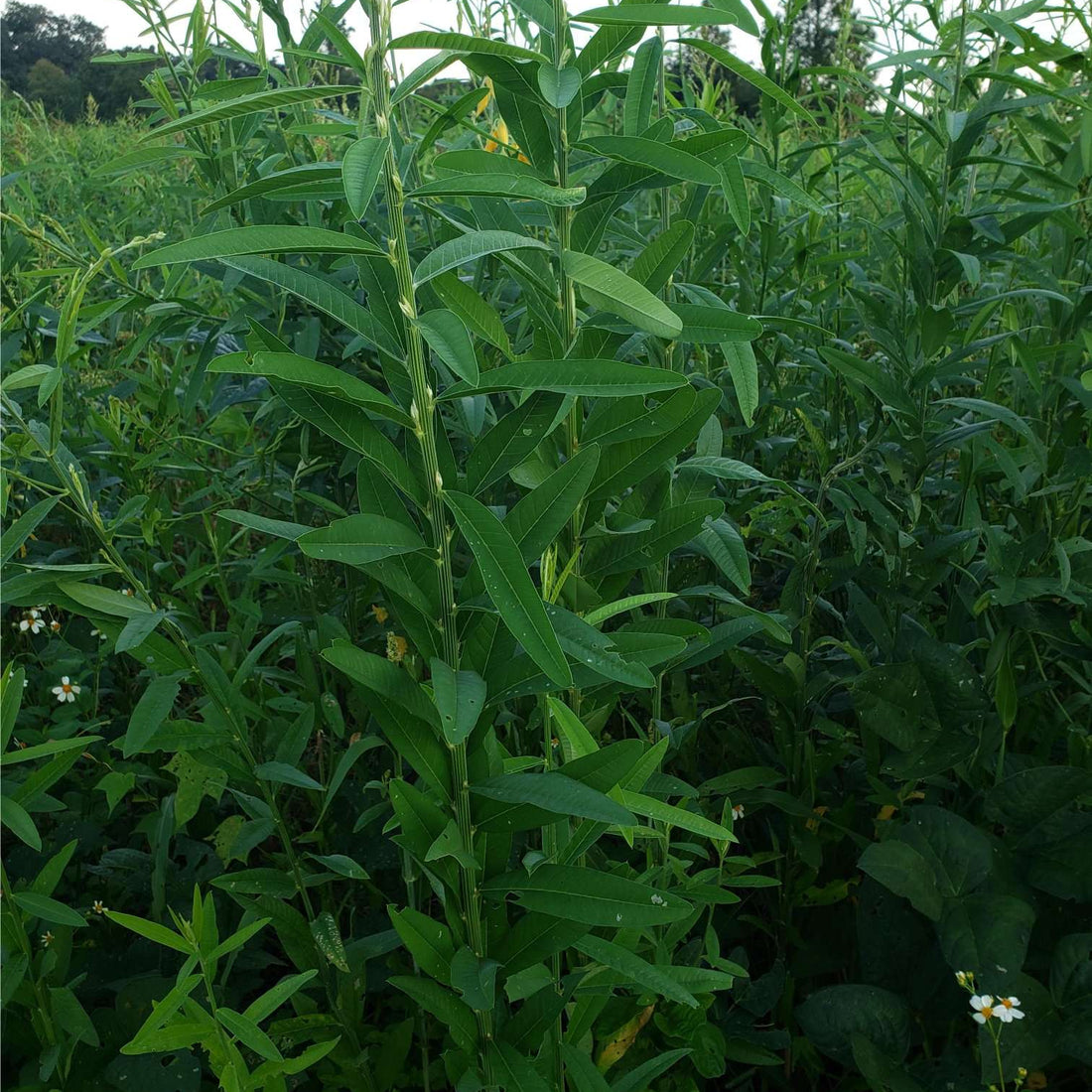 Hancock's Buck Buffet Spring Food Plot Seed Mix