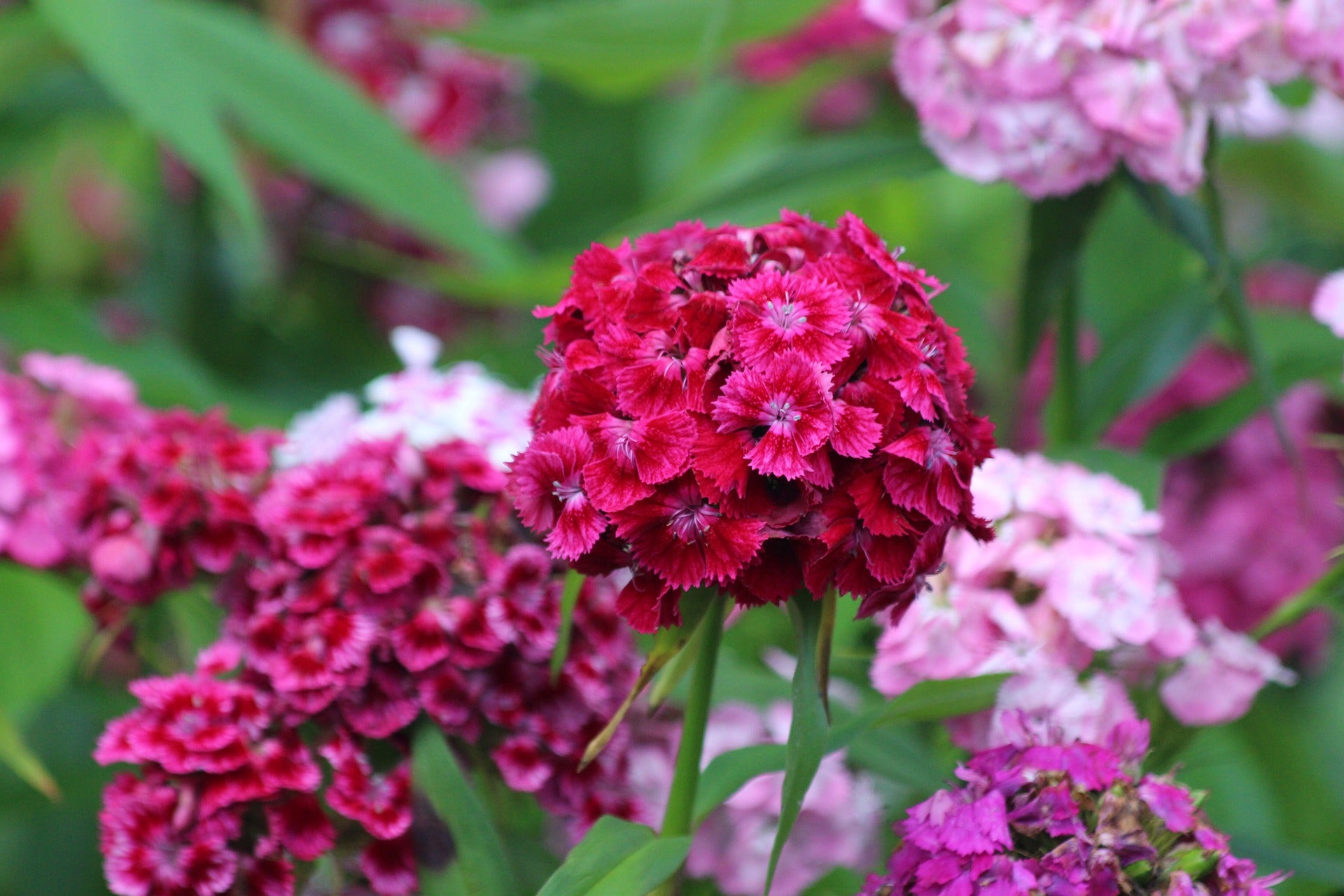 Sweet William Pinks Wildflower Seed – Hancock Seed