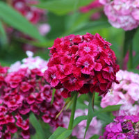 Sweet William Pinks Wildflower Seed