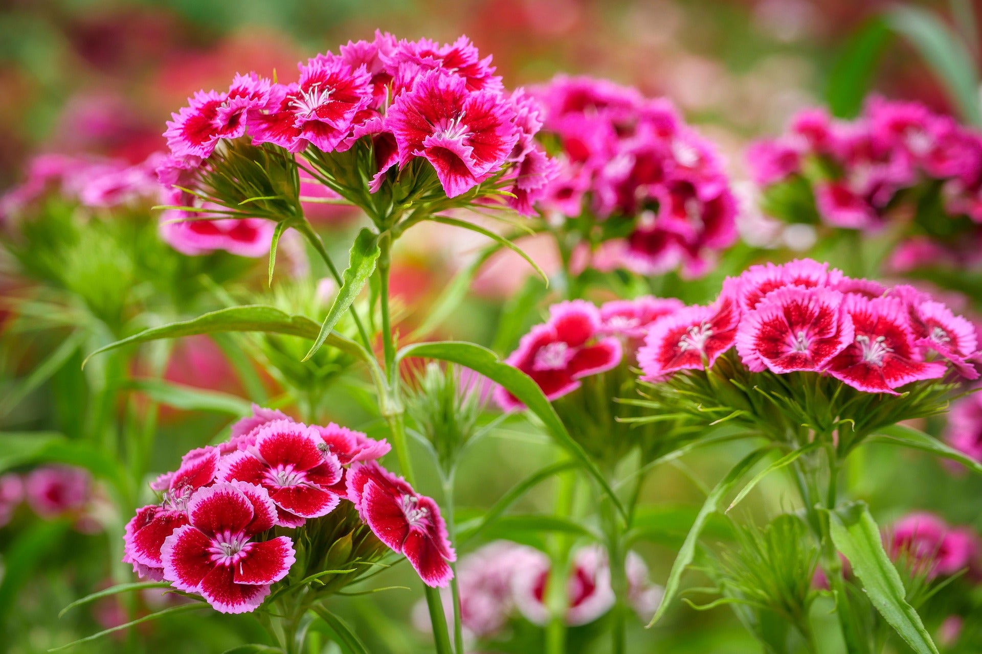 Sweet William Pinks Wildflower Seed – Hancock Seed