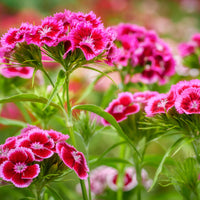 Sweet William Pinks Wildflower Seed