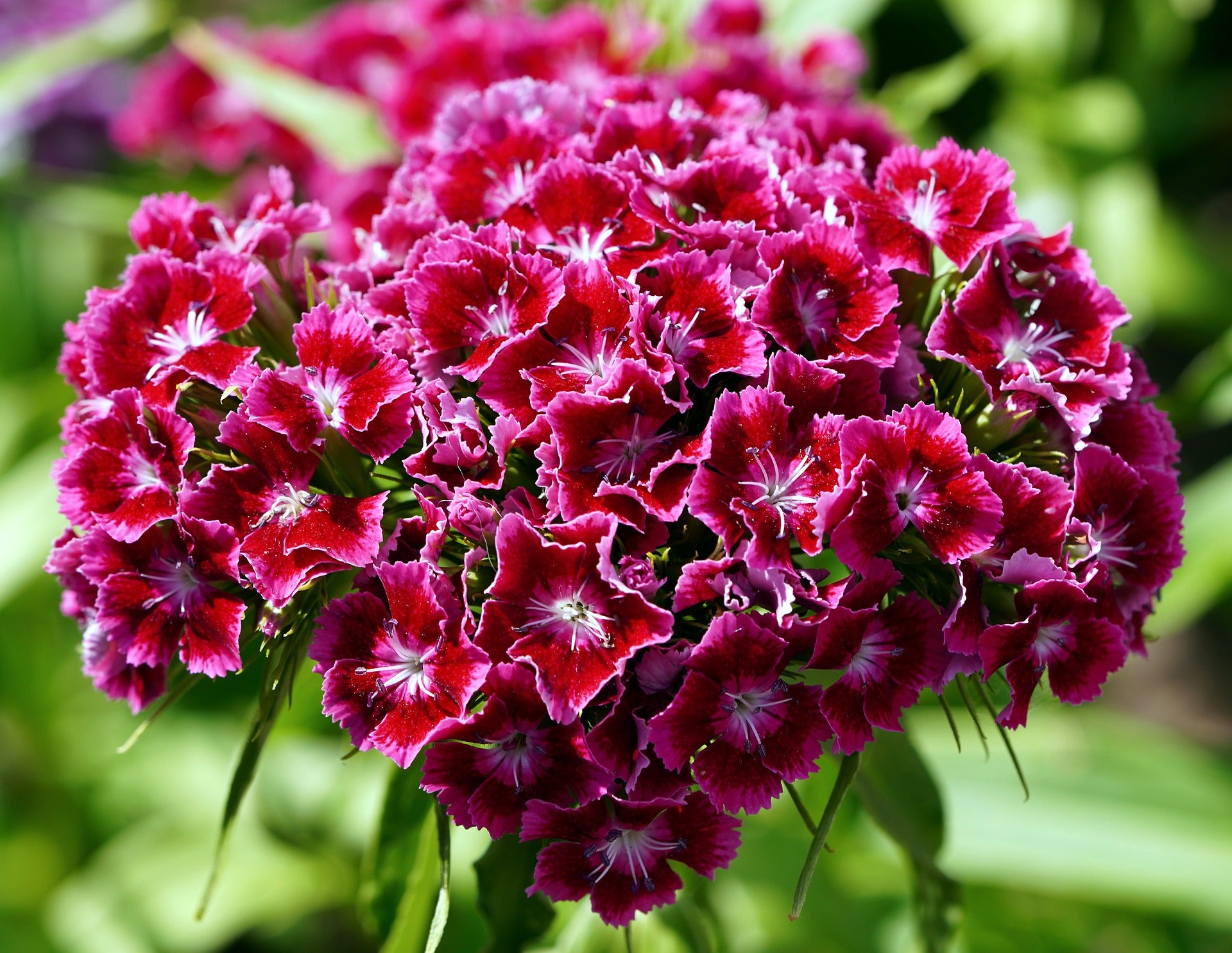 Sweet William Pinks Wildflower Seed – Hancock Seed