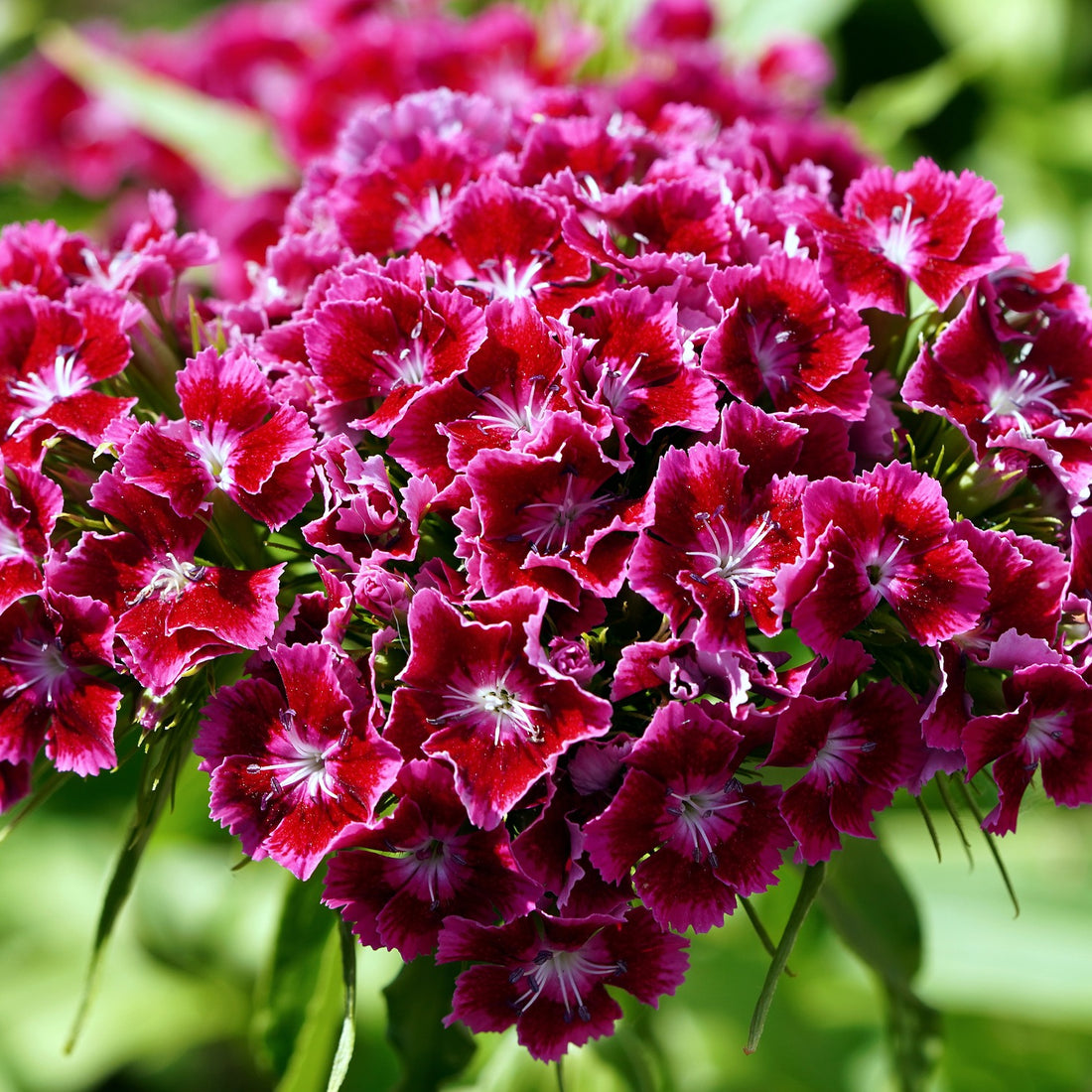 Sweet William Pinks Wildflower Seed