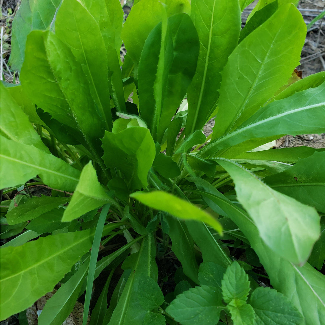 Chicory Seed