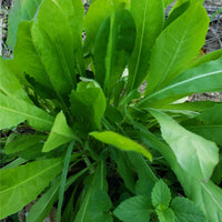 Chicory Seed