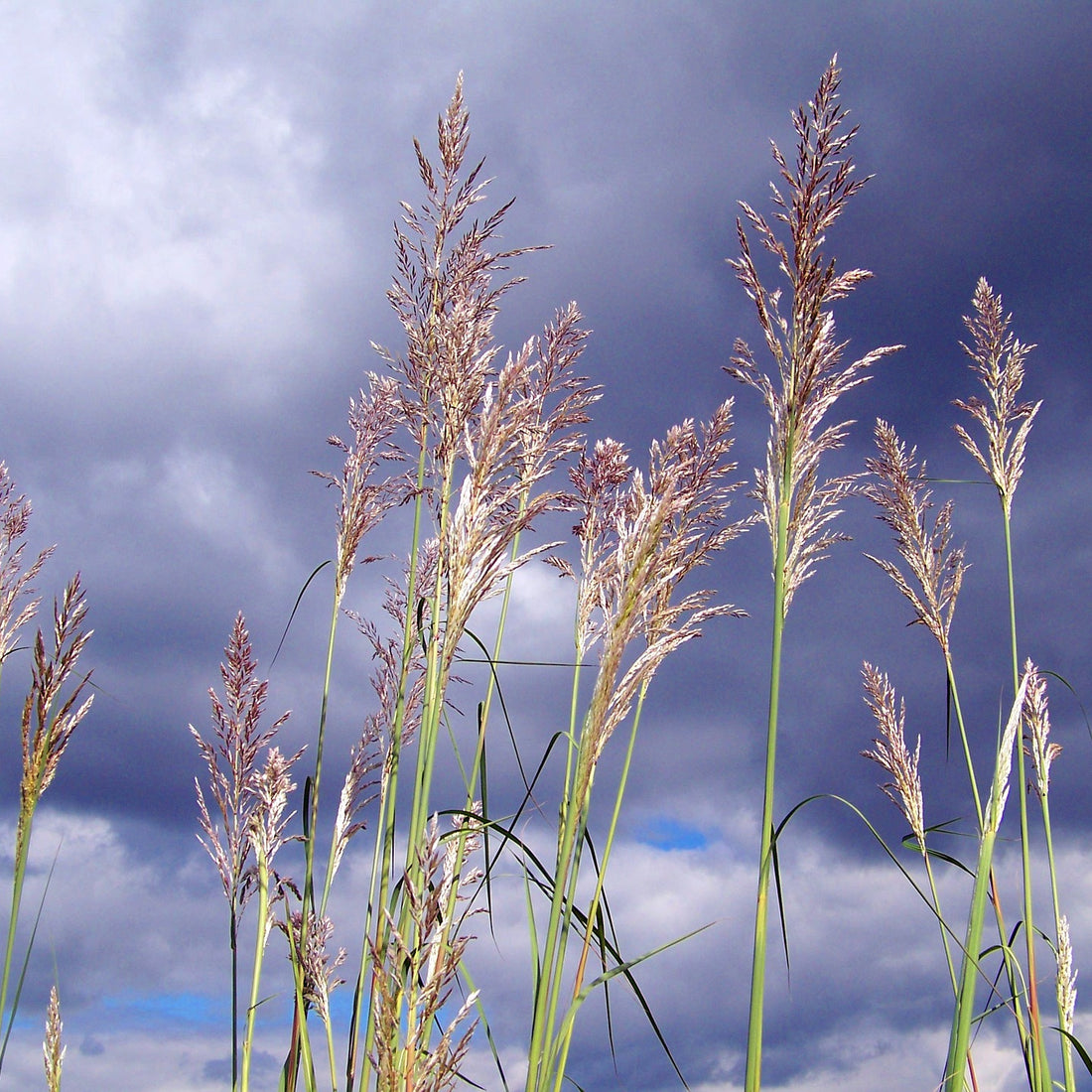 Tallgrass Native Grass Seed Mix