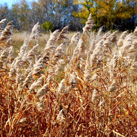 Tallgrass Native Grass Seed Mix