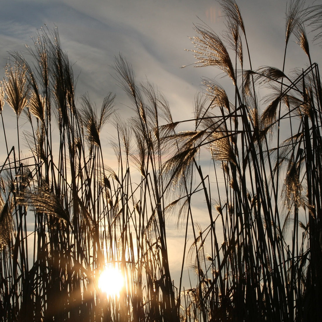 Tallgrass Native Grass Seed Mix