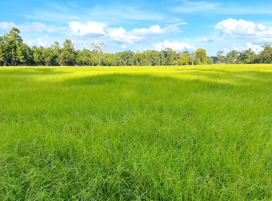 TifQuik Bahia Grass Seed - Certified
