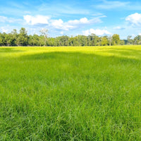 TifQuik Bahia Grass Seed - Certified