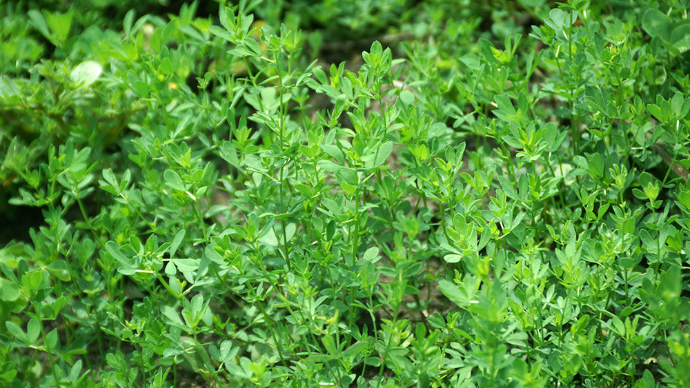 Birdsfoot Trefoil Seed