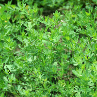 Birdsfoot Trefoil Seed