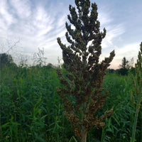 Hancock's Buck Buffet Spring Food Plot Seed Mix