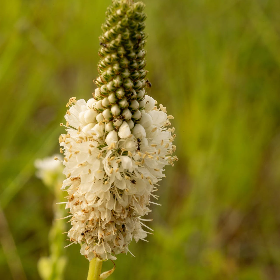 White Prairie Clover Wildflower Seed