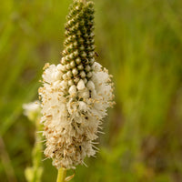 White Prairie Clover Wildflower Seed