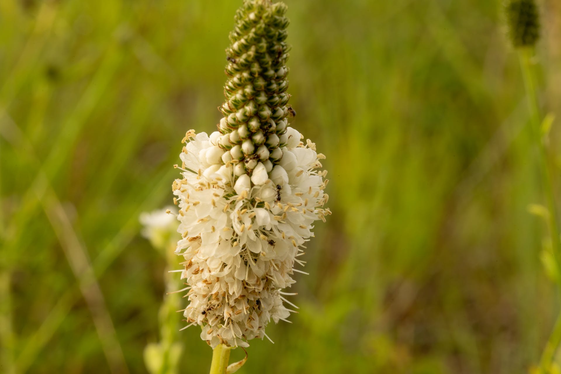 white wildflower seeds White Prairie Clover Wildflower Seed
