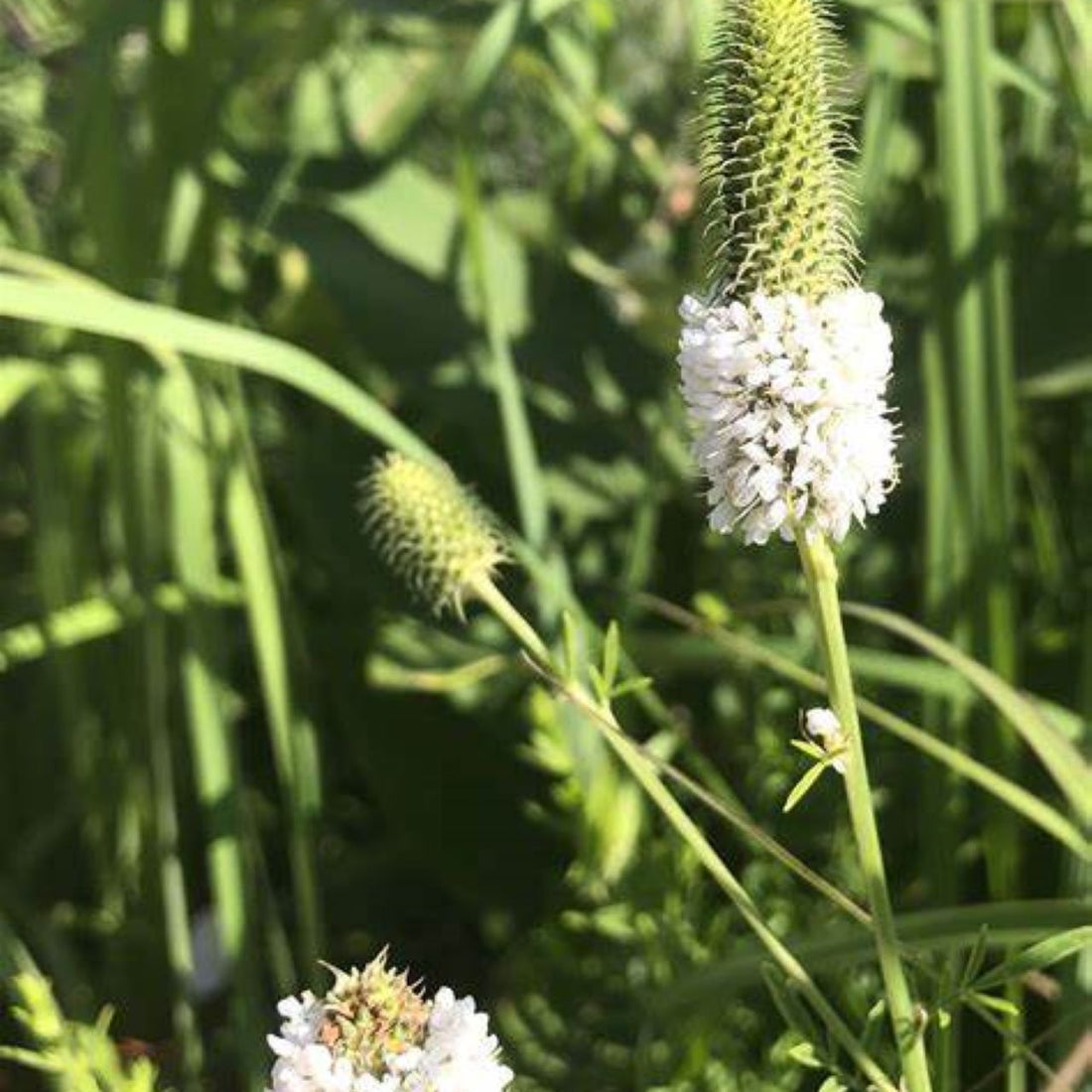 White Prairie Clover Wildflower Seed