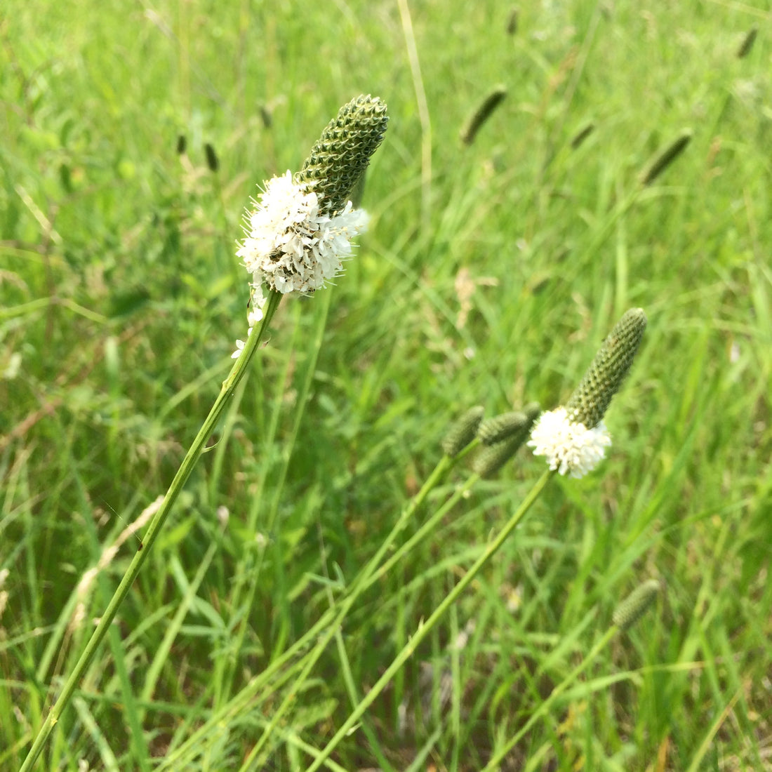 White Prairie Clover Wildflower Seed