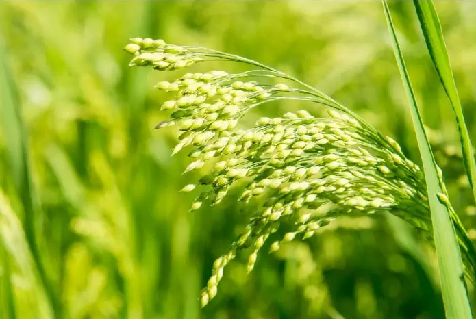 White Proso Millet Seed