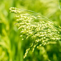 White Proso Millet Seed