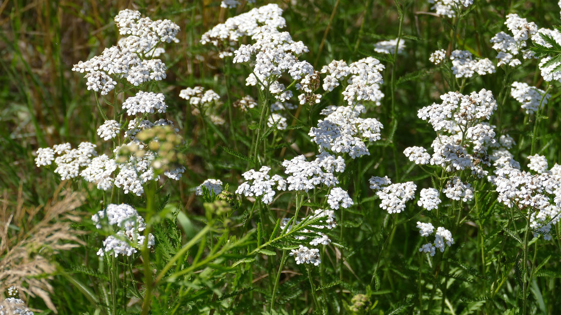 White Yarrow Wildflower Seed