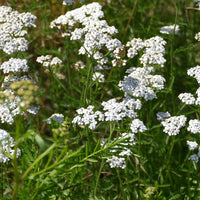 White Yarrow Wildflower Seed