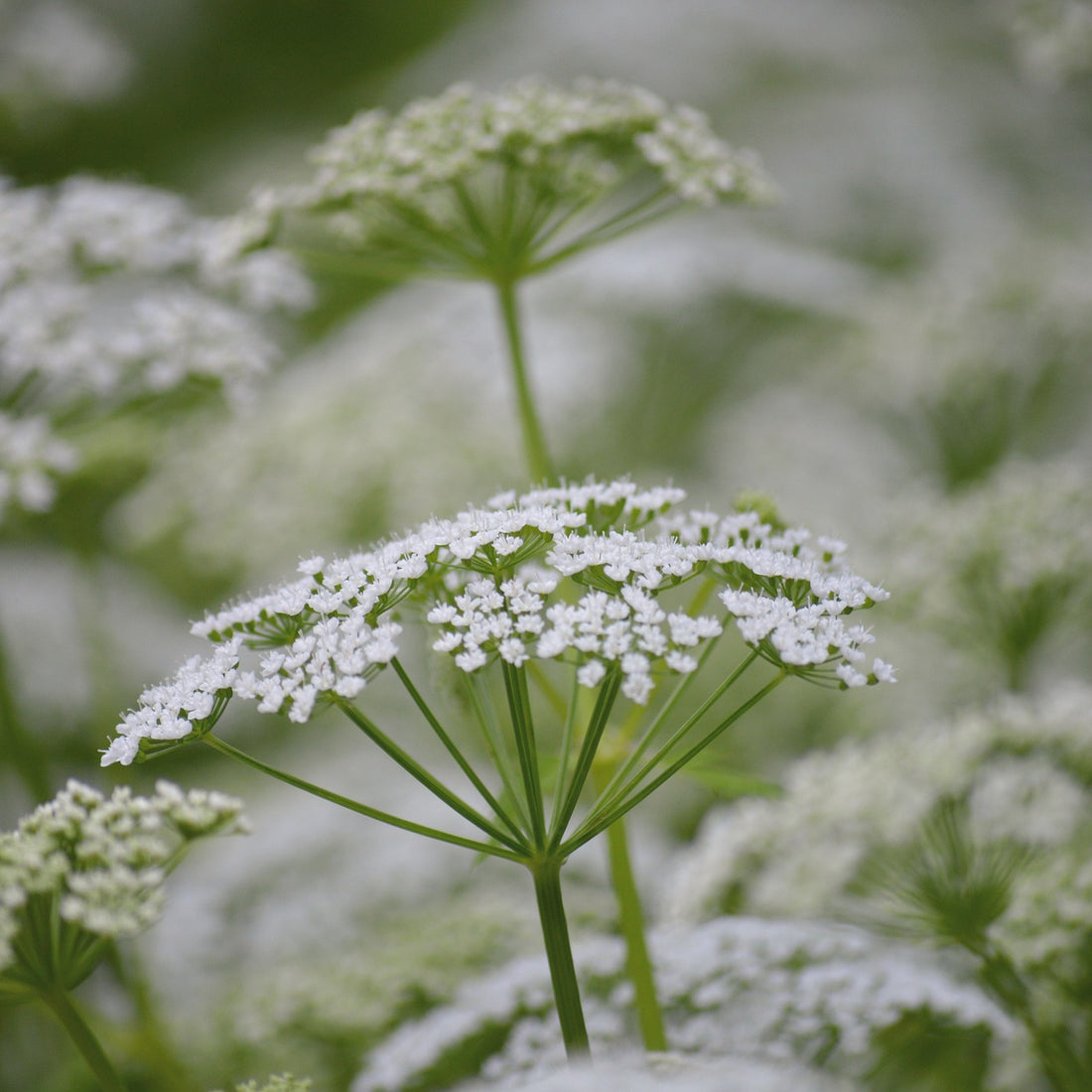 White Yarrow Wildflower Seed