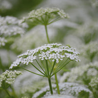 White Yarrow Wildflower Seed