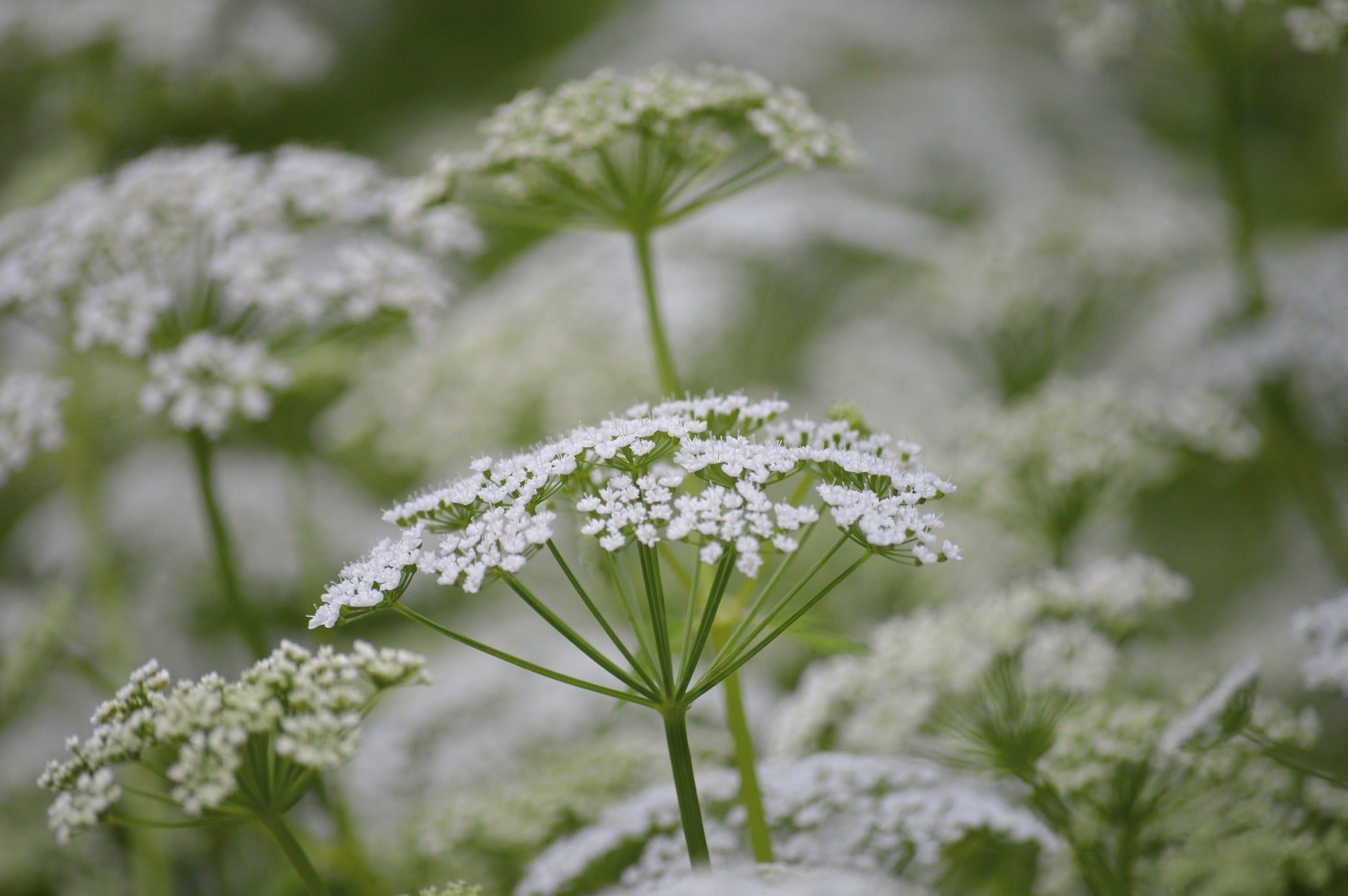 white wildflower seeds White Yarrow Wildflower Seed – Hancock Seed