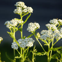 White Yarrow Wildflower Seed