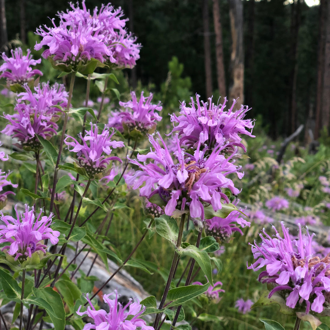 Wild Bergamot Wildflower Seed