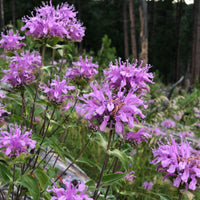 Wild Bergamot Wildflower Seed