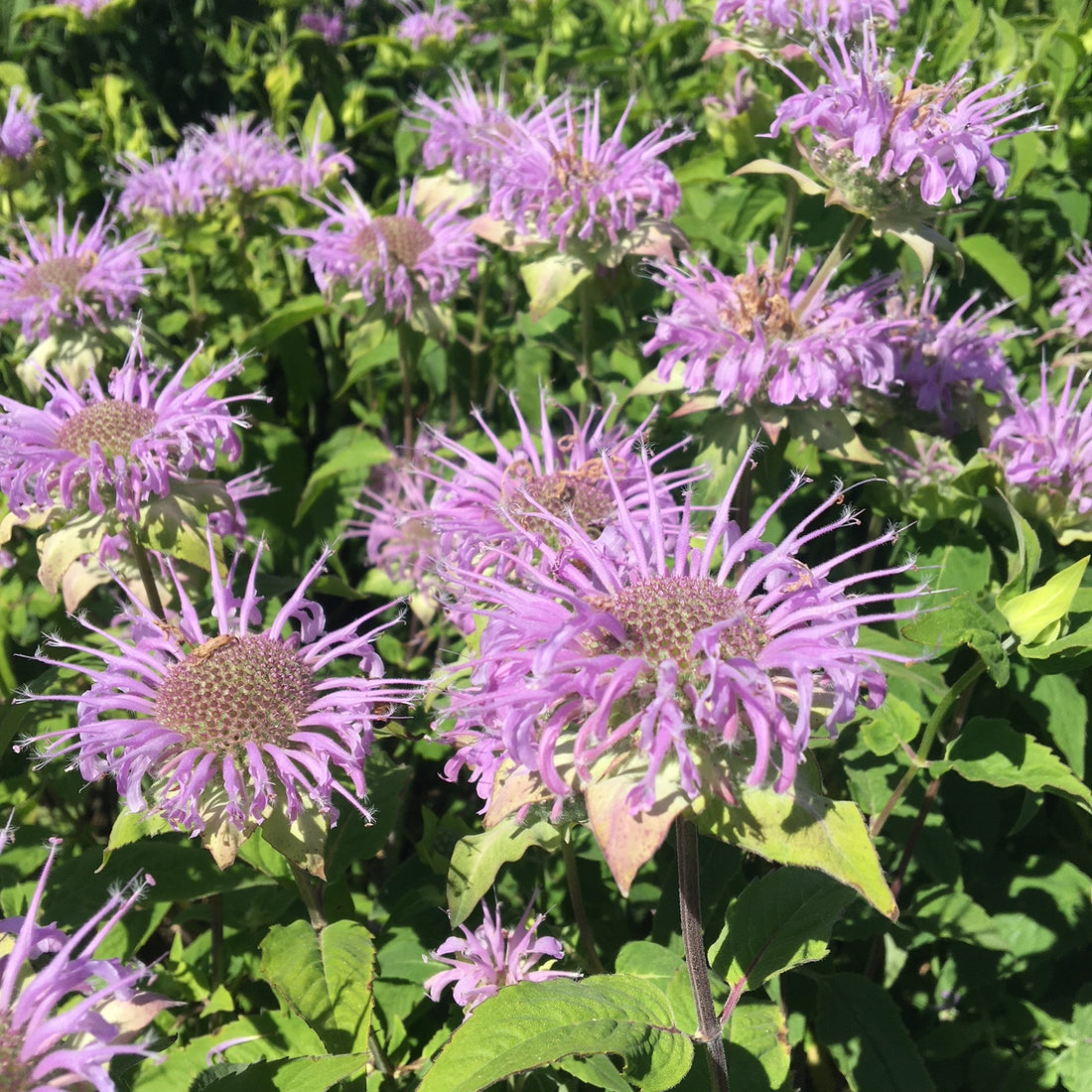 Wild Bergamot Wildflower Seed