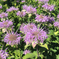 Wild Bergamot Wildflower Seed