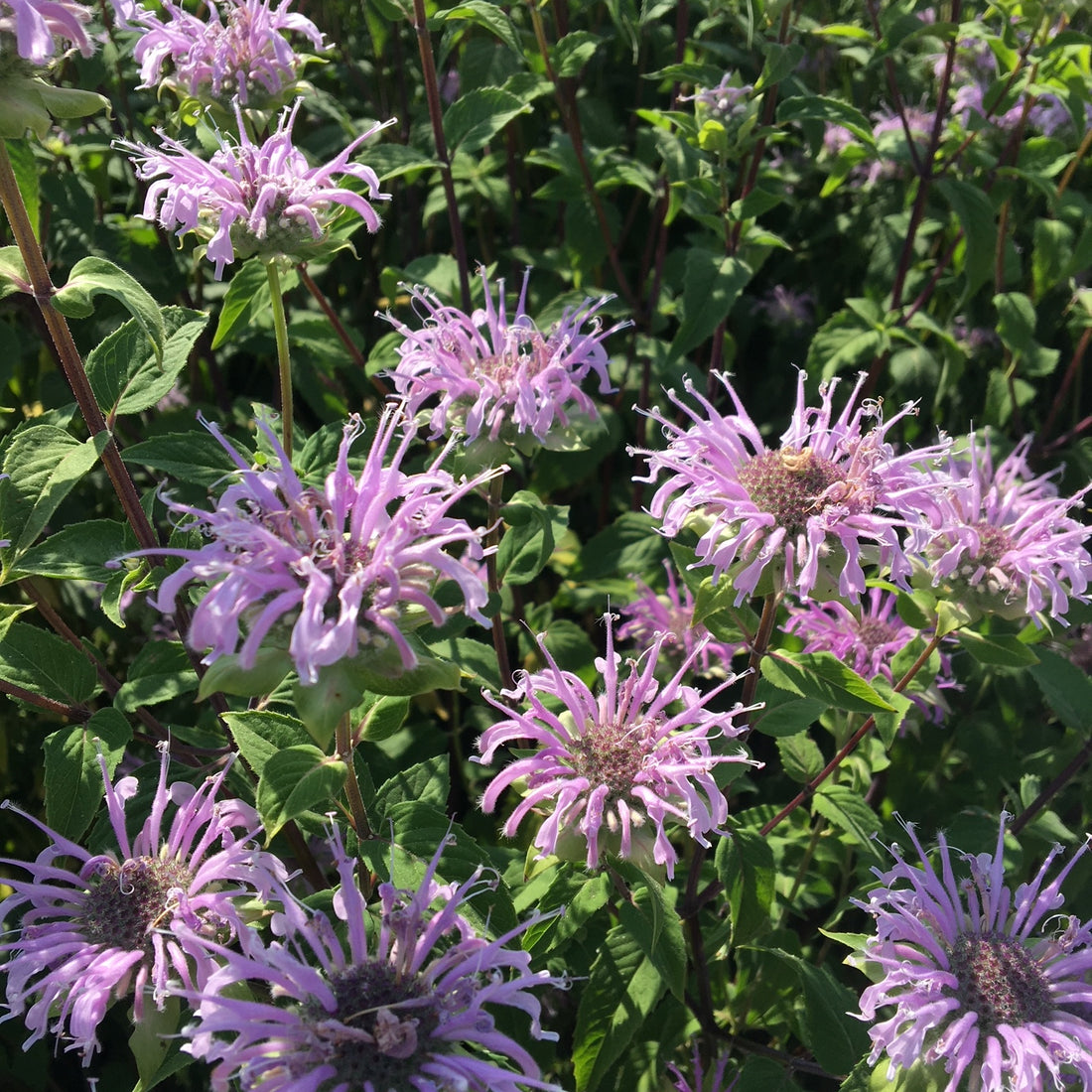 Wild Bergamot Wildflower Seed