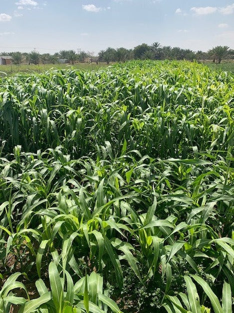 Hancock's Sorghum-Sudangrass Seed