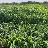 Hancock's Sorghum-Sudangrass Seed