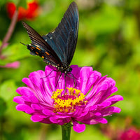 Zinnia Wildflower Seed