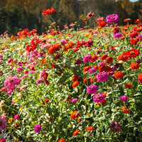 Zinnia Wildflower Seed