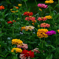 Zinnia Wildflower Seed