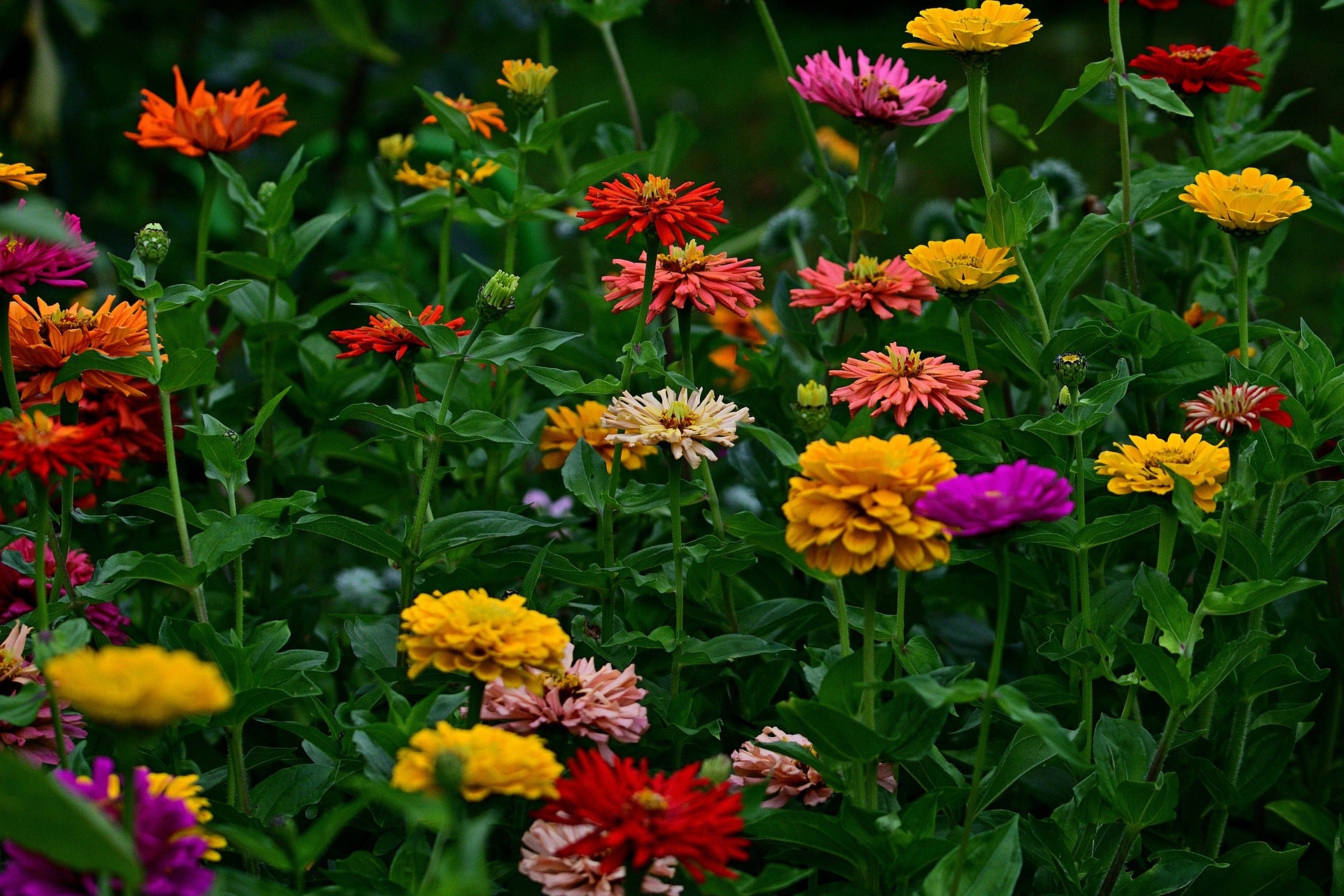 planting zinnia seeds zone 7 Zinnia Wildflower Seed – Hancock Seed