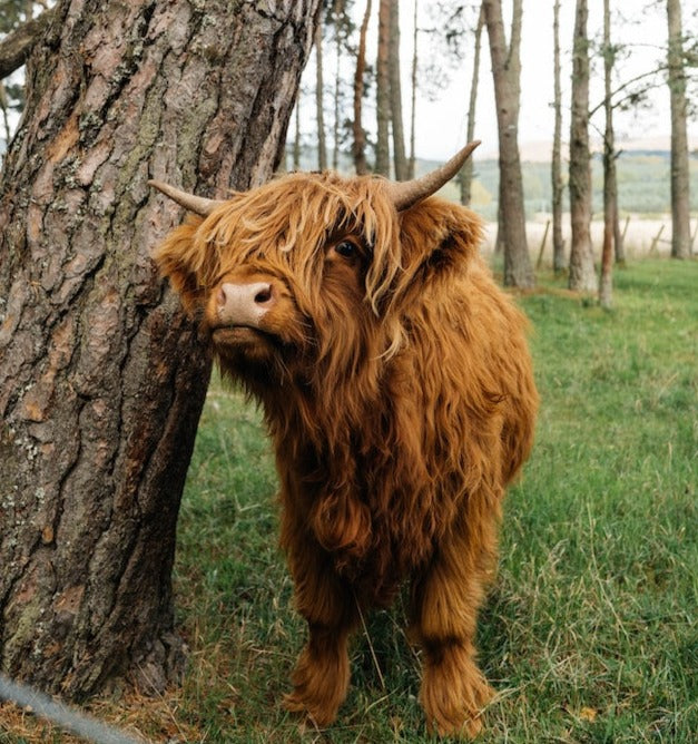 Hancock’s Pint-Sized Pasture Pleaser Seed Mix