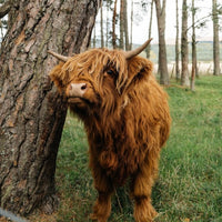 Hancock’s Pint-Sized Pasture Pleaser Seed Mix