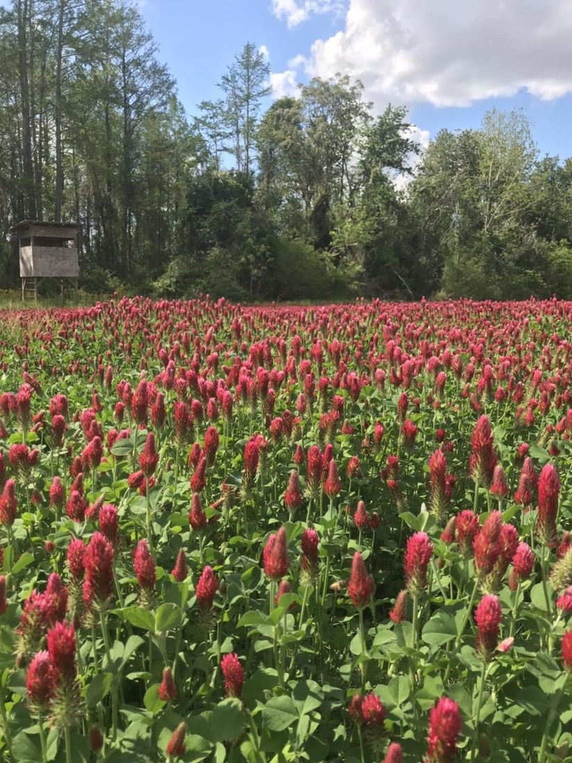 Crimson Clover Seed - Coated